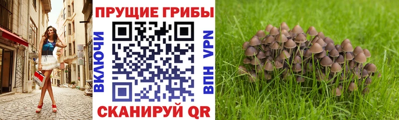 Купить закладки  Болгар  Галлюциногенные грибы мицелий 